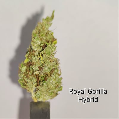 Royal Gorilla