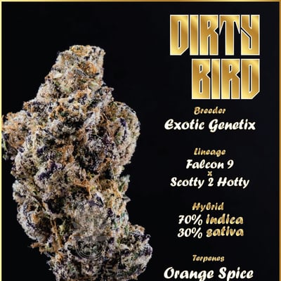 Dirty bird