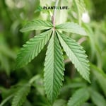 Plant of life Asia.co.,ltd