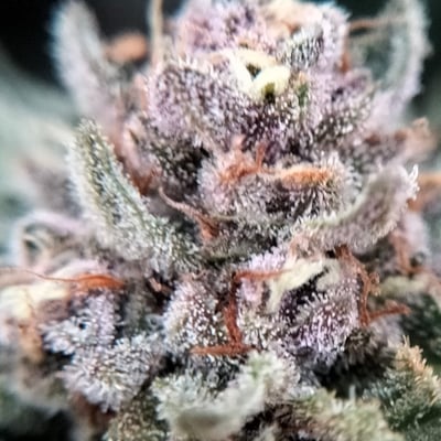 ดอกไม้สีเขียว Green Flowers Cannabis Shop product image