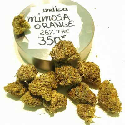 Mimosa Orange