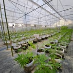 Saithong Cannabis Farm