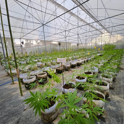 Saithong Cannabis Farm product image