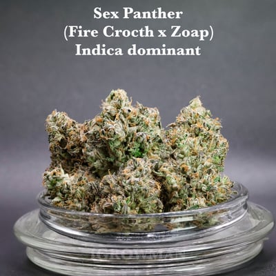 Sex Panther by LIT Farms 