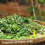 Tropical Cannabis cafe