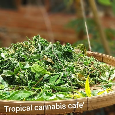 Tropical Cannabis cafe product image