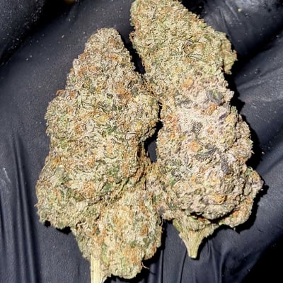 Versace cookies discount strain