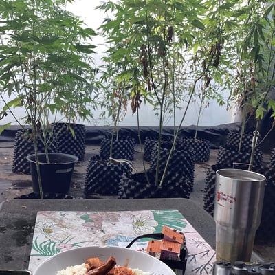 ร้านน้ำกระท่อม1บาท (ถูกกฎหมาย) X Slambis 大麻和卡痛商店 product image