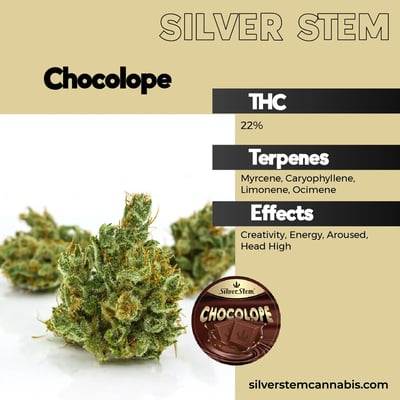 Chocolope Strain