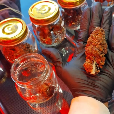 Venus cannabis กัญชาอุบล product image