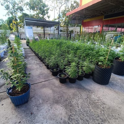 Farm Weed MAGIC CANNABIS TH product image