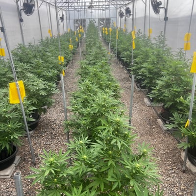 Global Partner Cannabis Farm product image