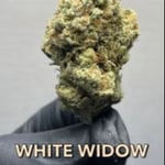 White Widow Buds