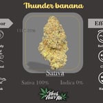 Thunder banana ( Seedstockers )