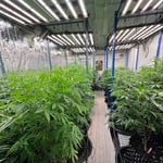 V HIGH cannabis Farm ฟาร์มกัญชา 大麻
