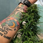 Cha Kan Cannabis