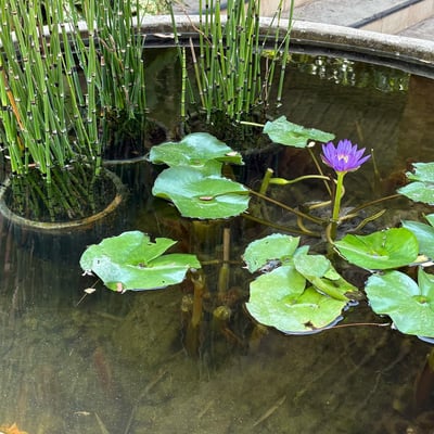 PCJ Medical Cannabis Center product image