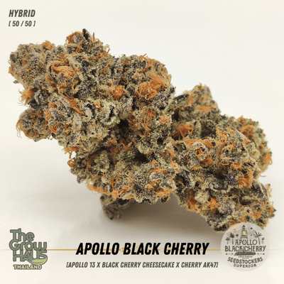 Apollo Black Cherry