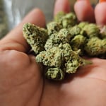 Lady cannabis (Weed) (cannabis chiang mai)