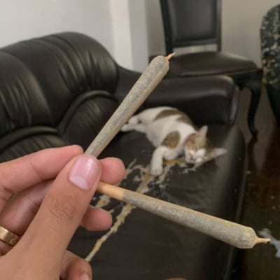 Best Bud | Weed shop | Cannabis dispensary | Weed delivery | Cannabis delivery product image