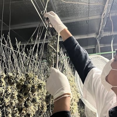 CANNABIS PONCHAROEN FARM CO.LTD. product image