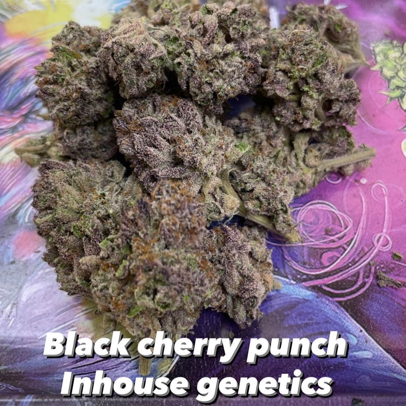 Black cherry punch Cannabis Flower at NEO LAB ( Cannabis Farm/โรงเรือนเพาะปลูกพืชกัญ) ปราณบุรี