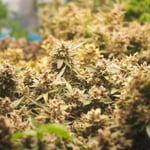 ร้านขายกัญชา God ️OG Station Cannabis Weed Shop Cafe 大麻 マリファナ Marijana ช่อดอก สายเขียว กัญชา ราษพัฒนา รามคำแหง มีนบุรี