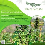 Pran&T.B Cannabis