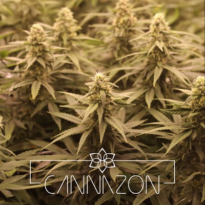 CANNAZON cannabis farm & weed dispensary product image