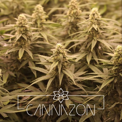 Cannazon cannabis farm (weed shop) product image