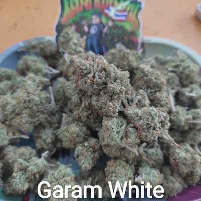 Garam White