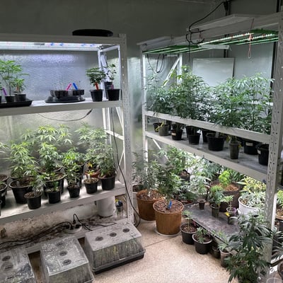 ANOTHERLEVELBKK (Weed Ganja Cannabis) product image