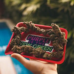 Purple Light & Weed Shop