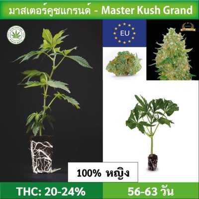 Cannabis cutting (clone) Master Kush Grand