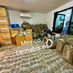 Mexico cannabis Dong