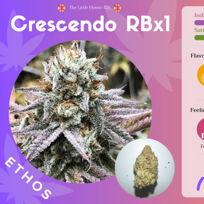 Crescendo RBx1