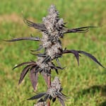iGrowman Weed High_420