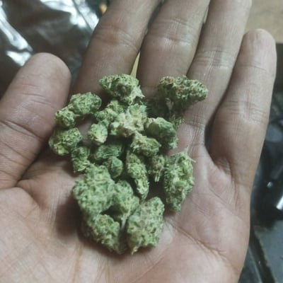 420 คลองมะเดื่อ🍁 product image