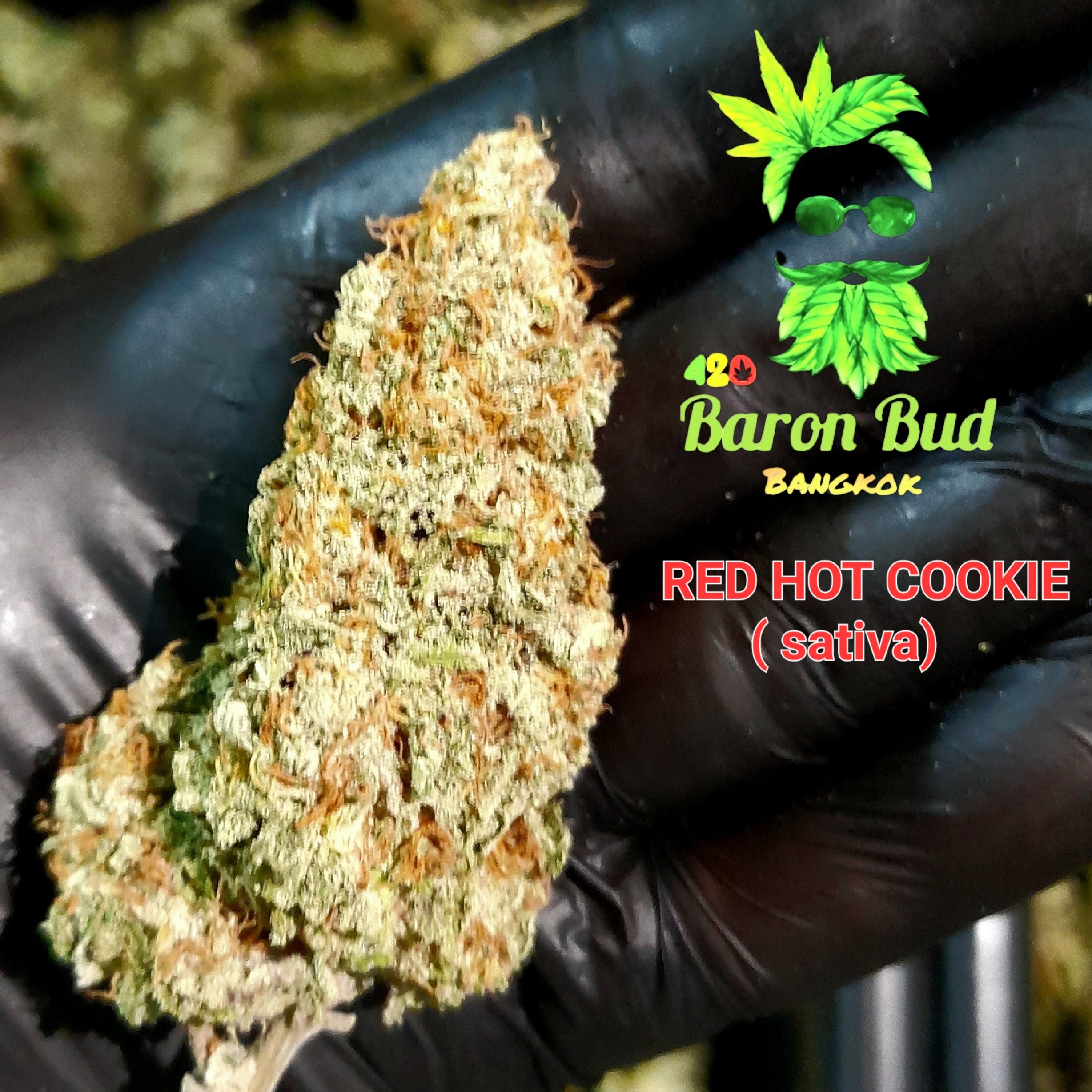 ZAZA JP】banana dieselフル Baron Bud weed club in Bangkok