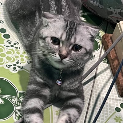 ร้านกัญชา Gusto Cannabis Shop product image