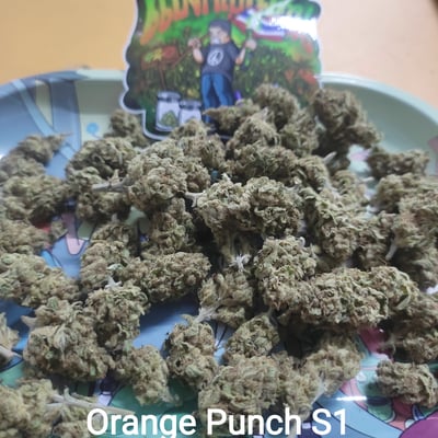 Orange Punch S1 