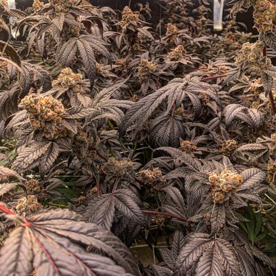 Rolling joint farm Quality flowers product image