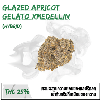 Glazed apricot gelato x medellin (Exotic)