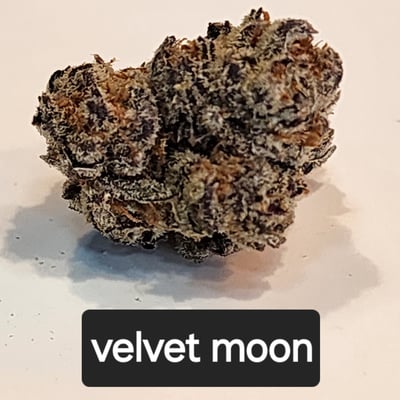 Velvet Moon flower