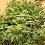 Divine bud farm