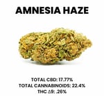 Amnesia Haze Strain