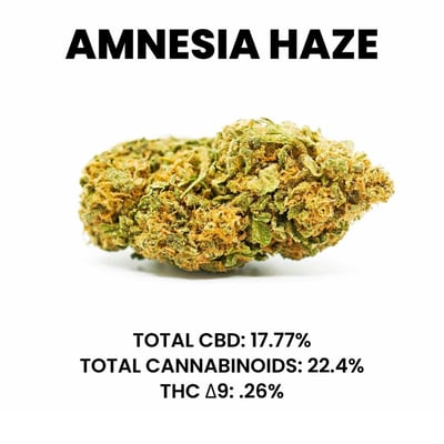 Amnesia Haze Strain