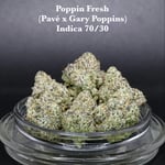 Poppin Fresh by Exotic Genetix