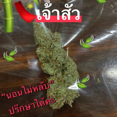 เจ้าสัว กัญชา ช็อป product image