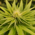 WeWeed Cannabis Cafe’ Bangkok Airport Suvarnabhumi ร้านกัญชาใกล้ฉัน - Weed near me - ディスペンサリー ショップ